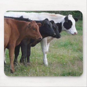 Cows in a Row Mouse Pad