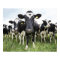 Cows In a Row
