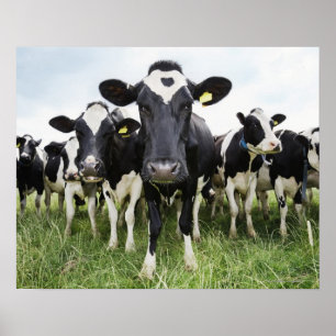 Cows In a Row Poster