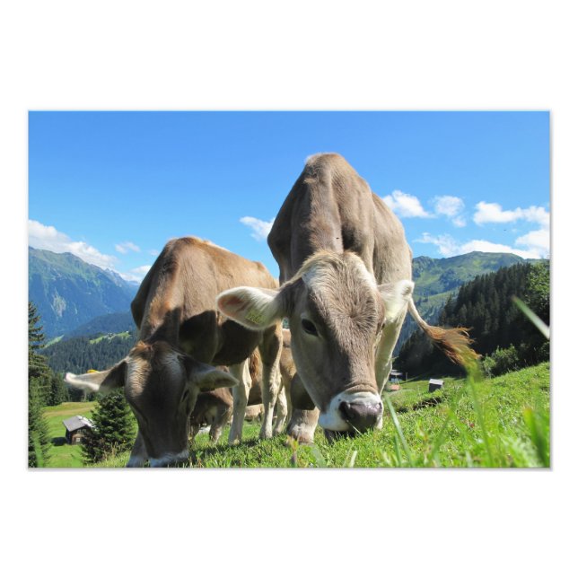 Cows in Austria Photo Print (Front)