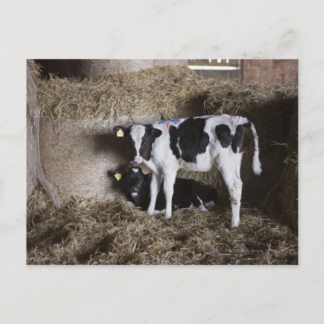 Cows in barn 3 postcard (Front)