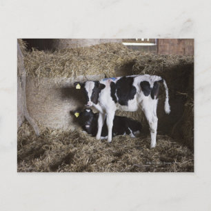 Cows in barn 3 postcard
