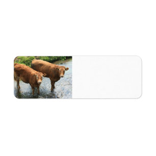 Cows in Devon field, UK Return Address Label