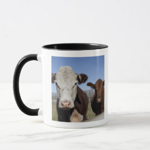 Cows in fenced area mug