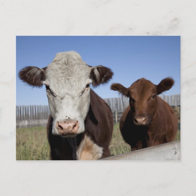 Cows in fenced area postcard (Front)