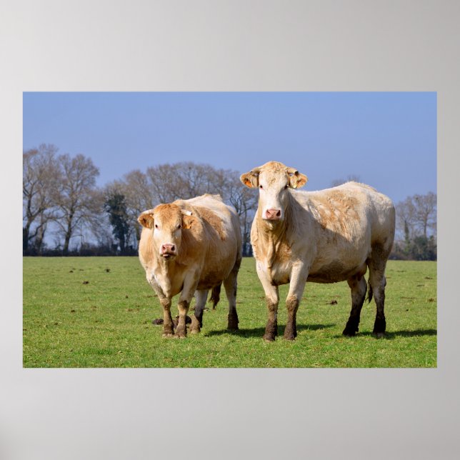 Cows in field poster (Front)