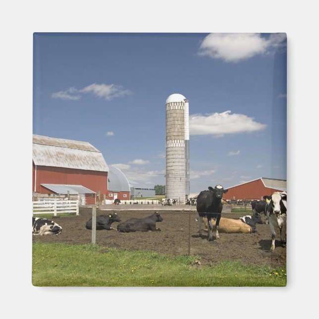 Cows in front of a red barn and silo on a farm magnet (Front)