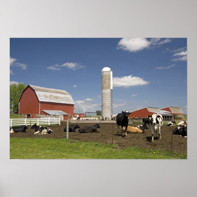 Cows in front of a red barn and silo on a farm poster (Front)