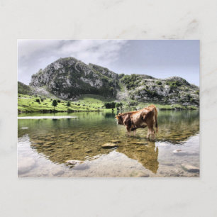 Cows in Lakes of Covadonga, Asturias Postcard