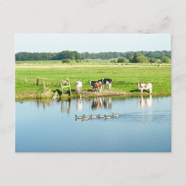 Cows in Meadow River Landscape Photo Postcard (Front)