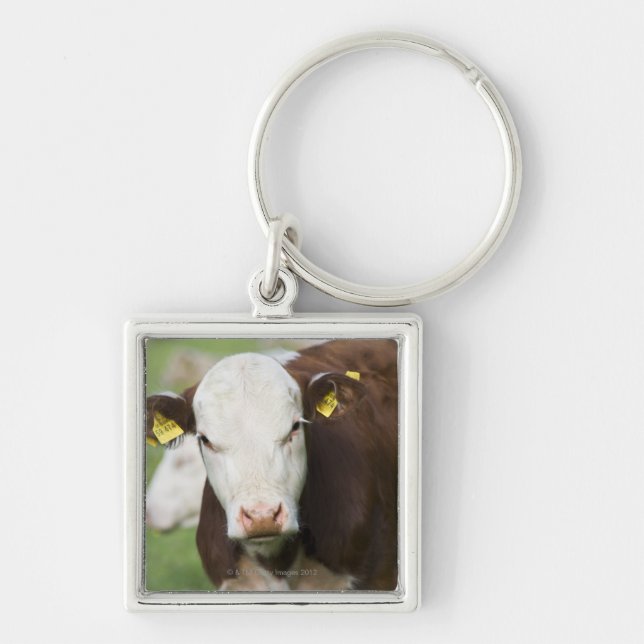 Cows in pasture, close-up key ring (Front)
