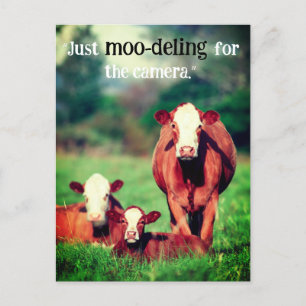 Cows in Pasture Holiday Postcard