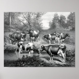 Cows in pasture poster