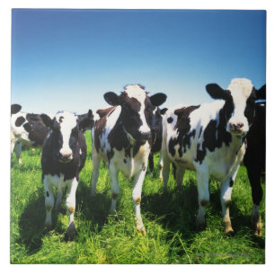 Cows in the field, Betsukai town, Hokkaido Ceramic Tile
