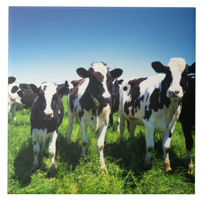 Cows in the field, Betsukai town, Hokkaido Ceramic Tile (Front)