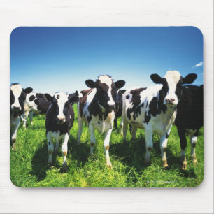 Cows in the field, Betsukai town, Hokkaido Mouse Pad
