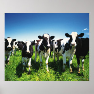 Cows in the field, Betsukai town, Hokkaido Poster