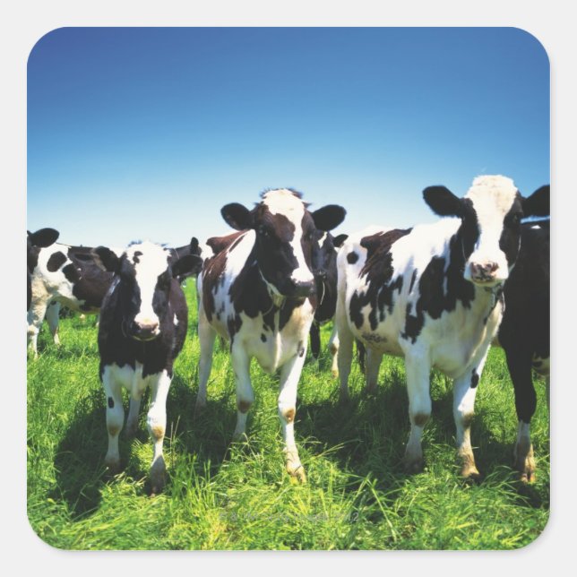 Cows in the field, Betsukai town, Hokkaido Square Sticker (Front)