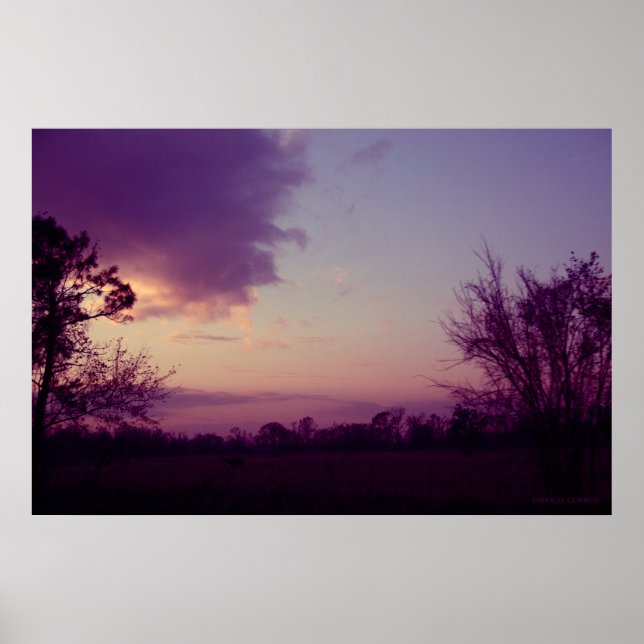 Cows in the Field Poster (Front)