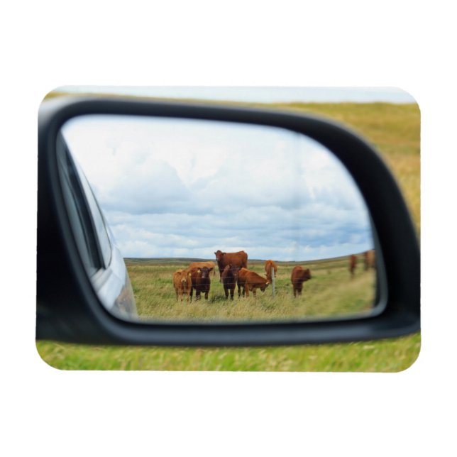 Cows in the mirror magnet (Horizontal)
