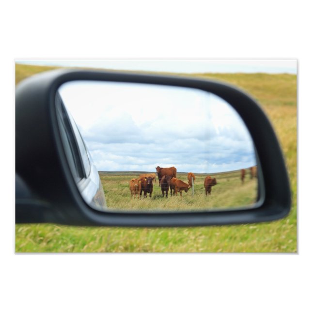 Cows in the mirror photo print (Front)