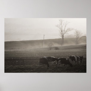 Cows In The Mist fine art print