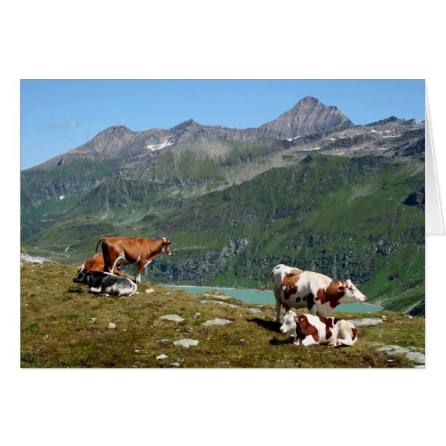 Cows In The Mountains (Front Horizontal)