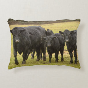 Cows in the rain decorative cushion