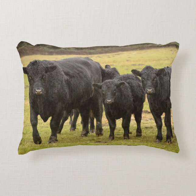 Cows in the rain decorative cushion (Front)