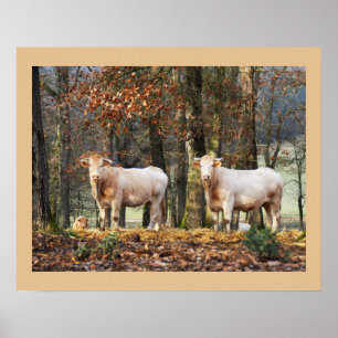 Cows in woodland, France Poster