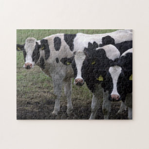 Cows Jigsaw Puzzle