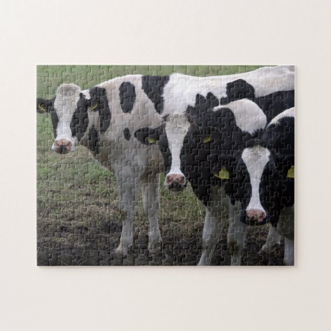 Cows Jigsaw Puzzle (Horizontal)