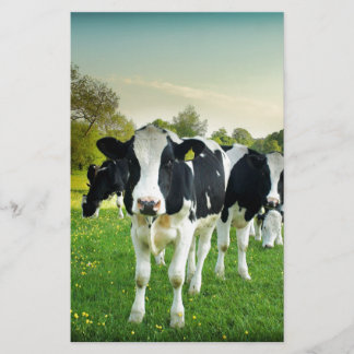 Cows love to stare