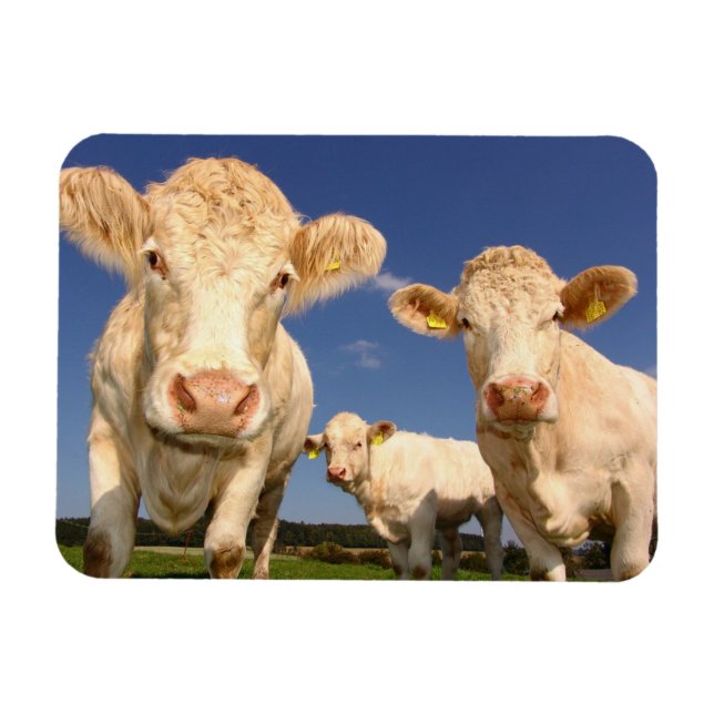 Cows Magnet (Horizontal)