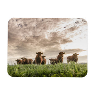 Cows Magnet