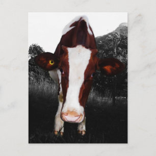 Cows - NOT Always Black and White Postcard