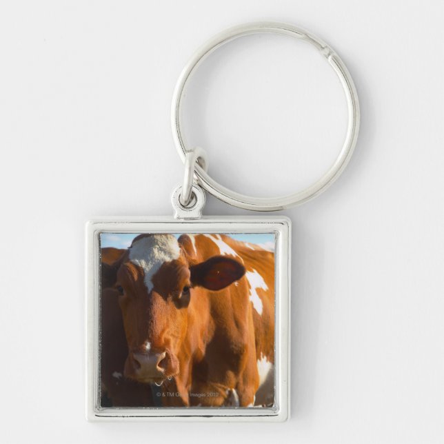 Cows on farm key ring (Front)