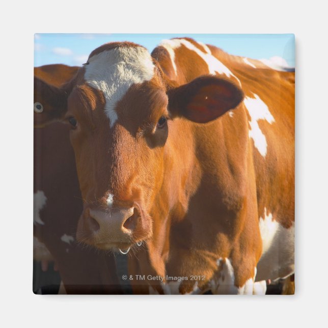 Cows on farm magnet (Front)