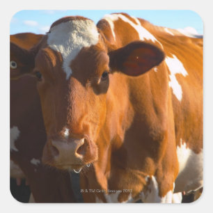 Cows on farm square sticker