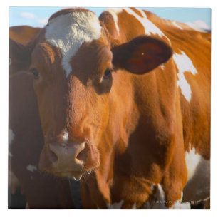 Cows on farm tile