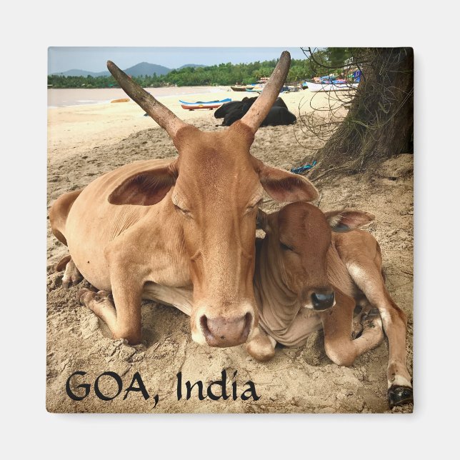 Cows on the Beach in India Magnet (Front)