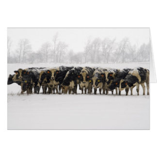 Cows Photo Card