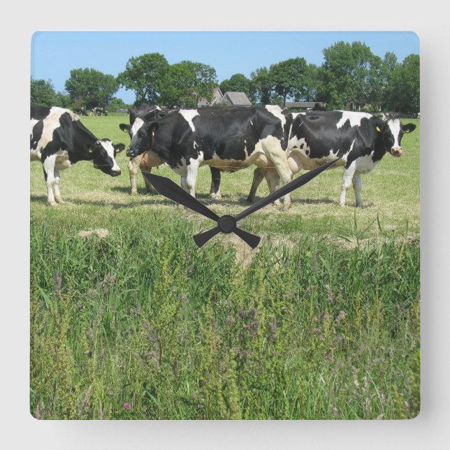Cows Photo Clock (Front)