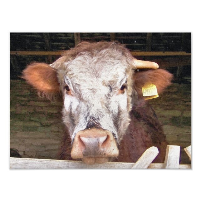 COWS PHOTO PRINT (Front)