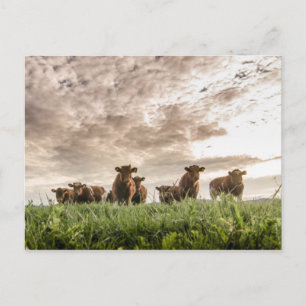 Cows Postcard