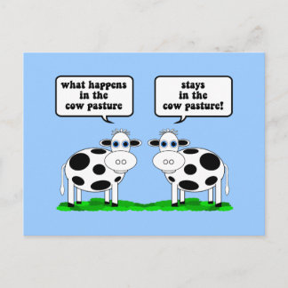 cows postcard