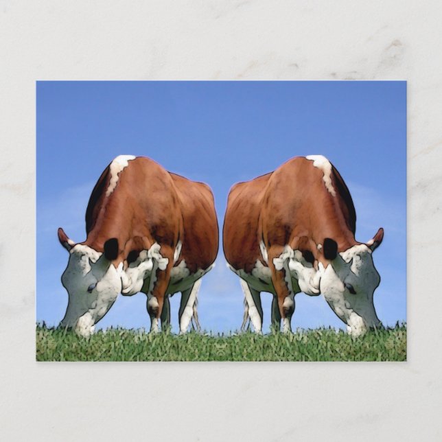 Cows Postcard (Front)