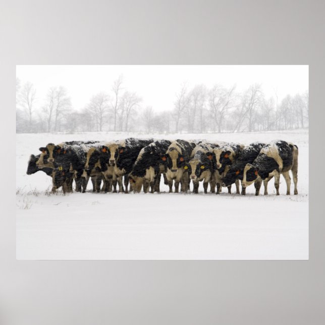 cows poster (Front)