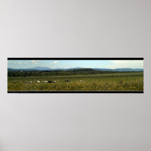 Cows Poster