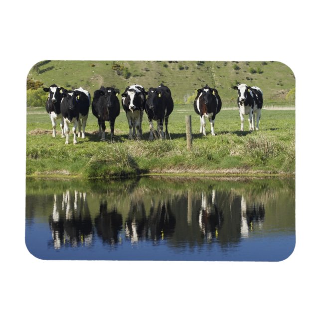 Cows reflected in canal, Henley, Taieri Plain, Magnet (Horizontal)